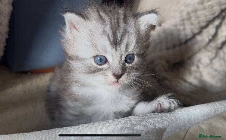 Perdoll cats - Advert 2