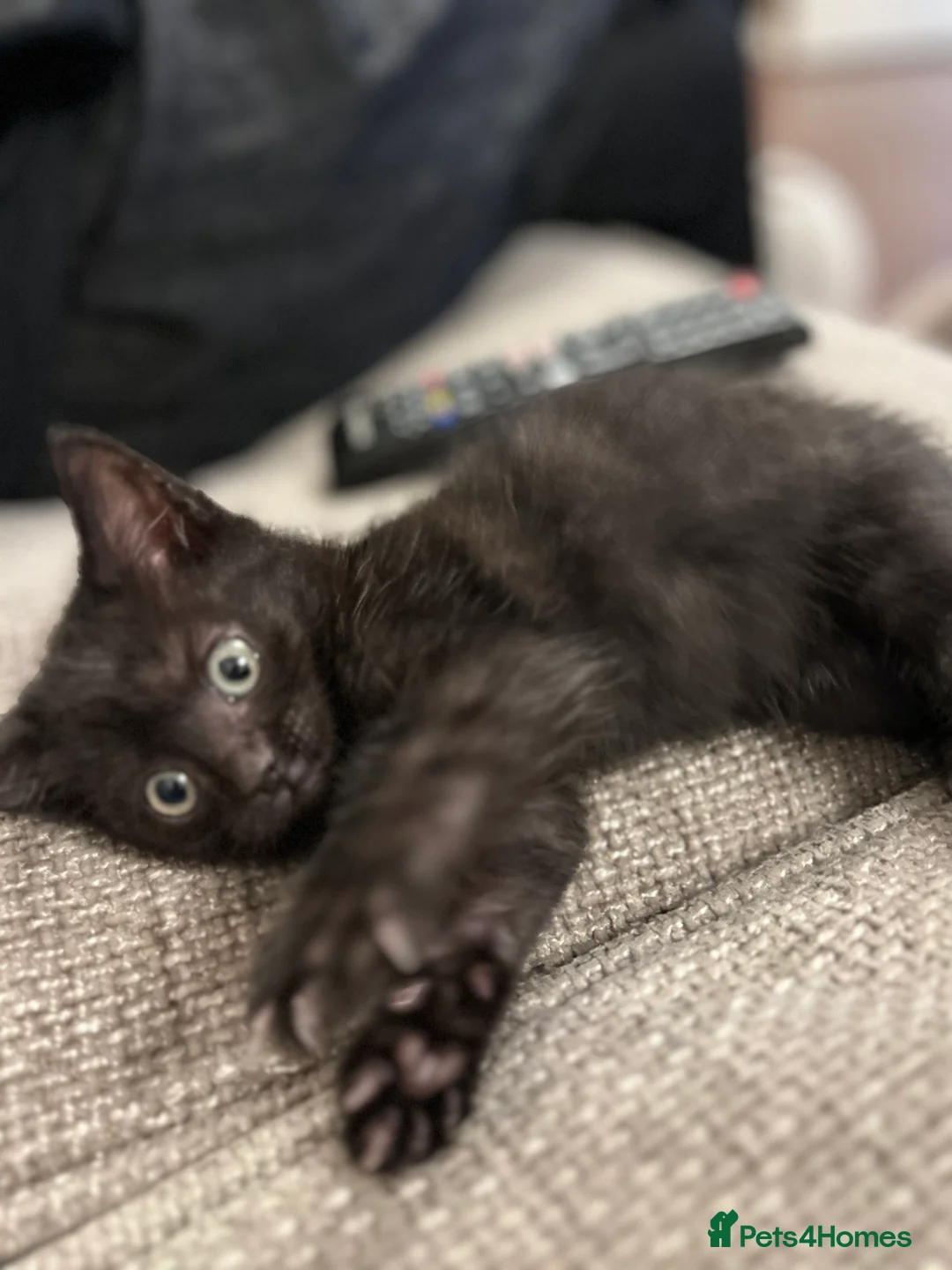 Mixed Breed cats for sale: Female Kittens Looking for Their Forever Homes ✨ - Advert 2