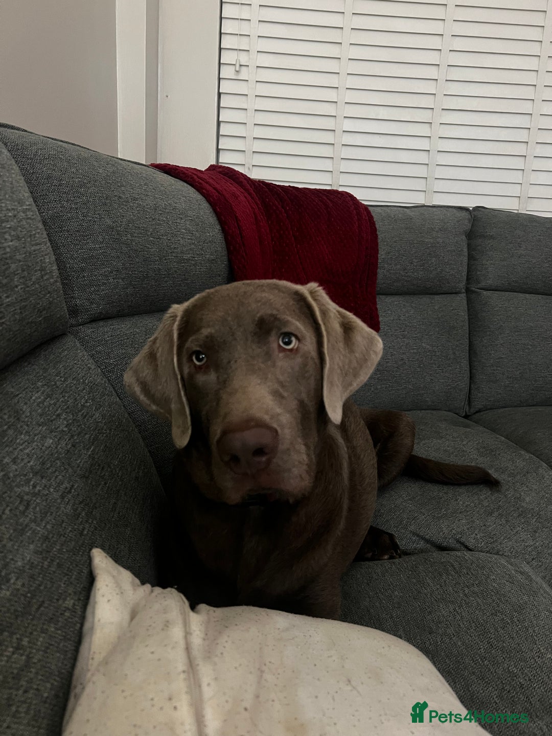 Labrador Retriever dogs for sale: Murphy  - Advert 2