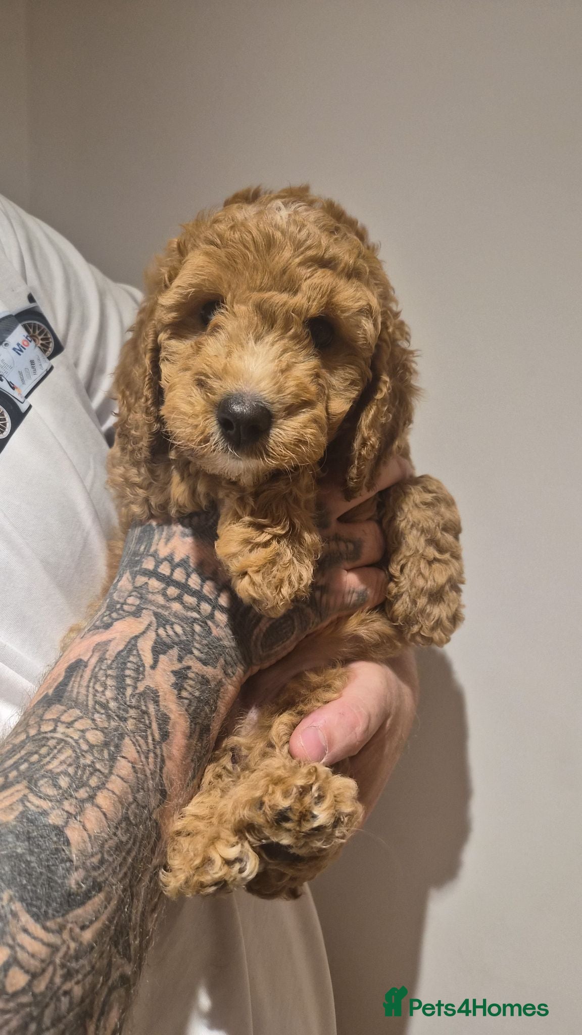 Cockapoo dogs 2 girls left - Fox red cockapoo puppies - Advert 2