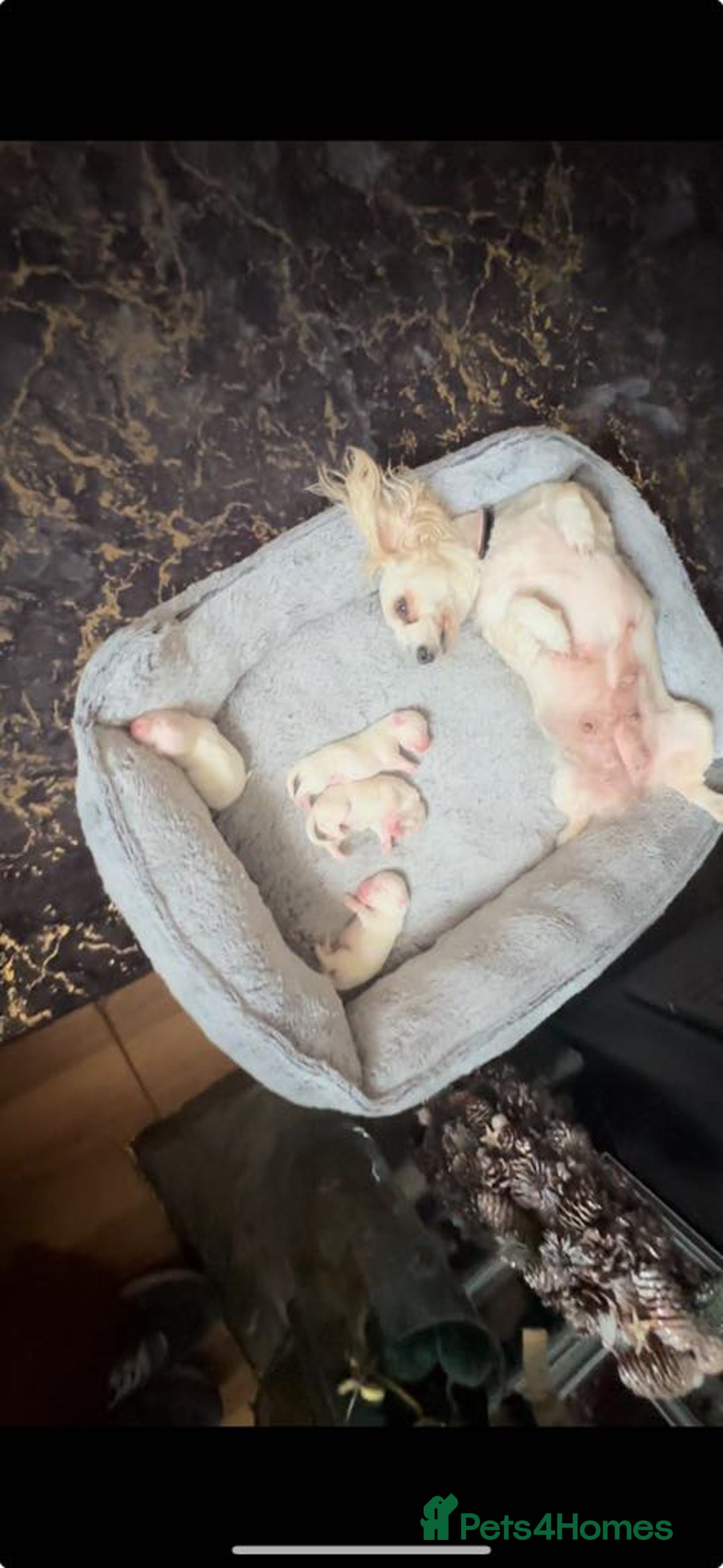 Mixed Breed dogs for sale: Stunning golden and white bichon puppies  - Image 10