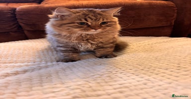 British Longhair cats - Advert 5