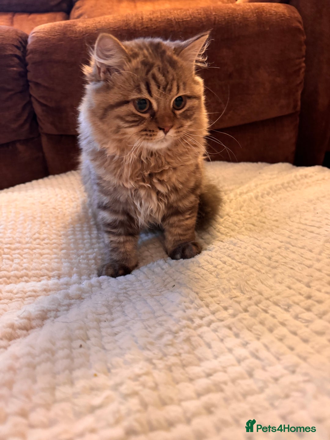 British Longhair cats for sale: Chocolate Tabby BLH boy TICA - Image 3