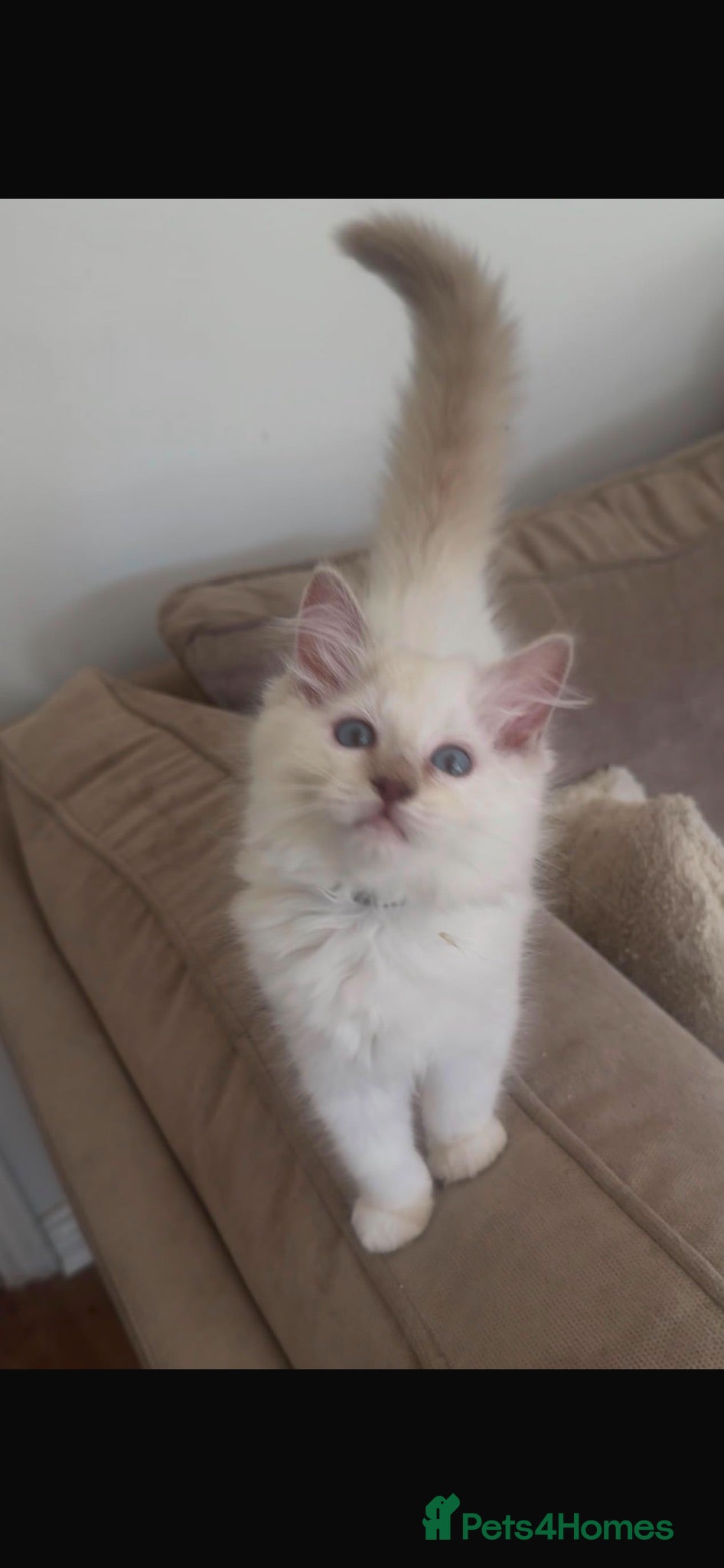 Ragdoll cats 🌟 GCCF PEDIGREE RAGDOLLS🌟 - Advert 2