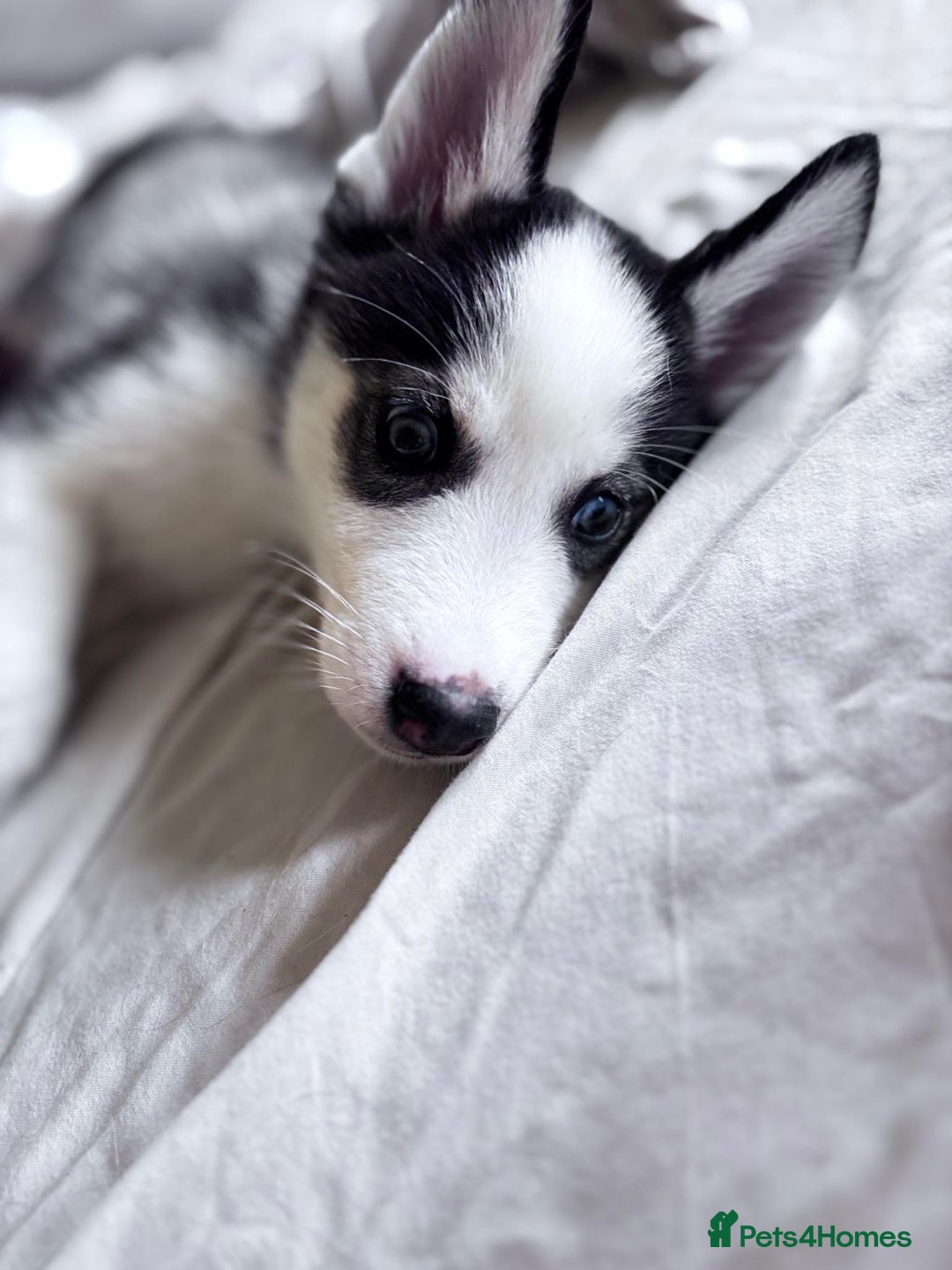 Siberian Husky dogs for sale: Siberian husky female 8wks. Blue green brown eyes  - Image 3