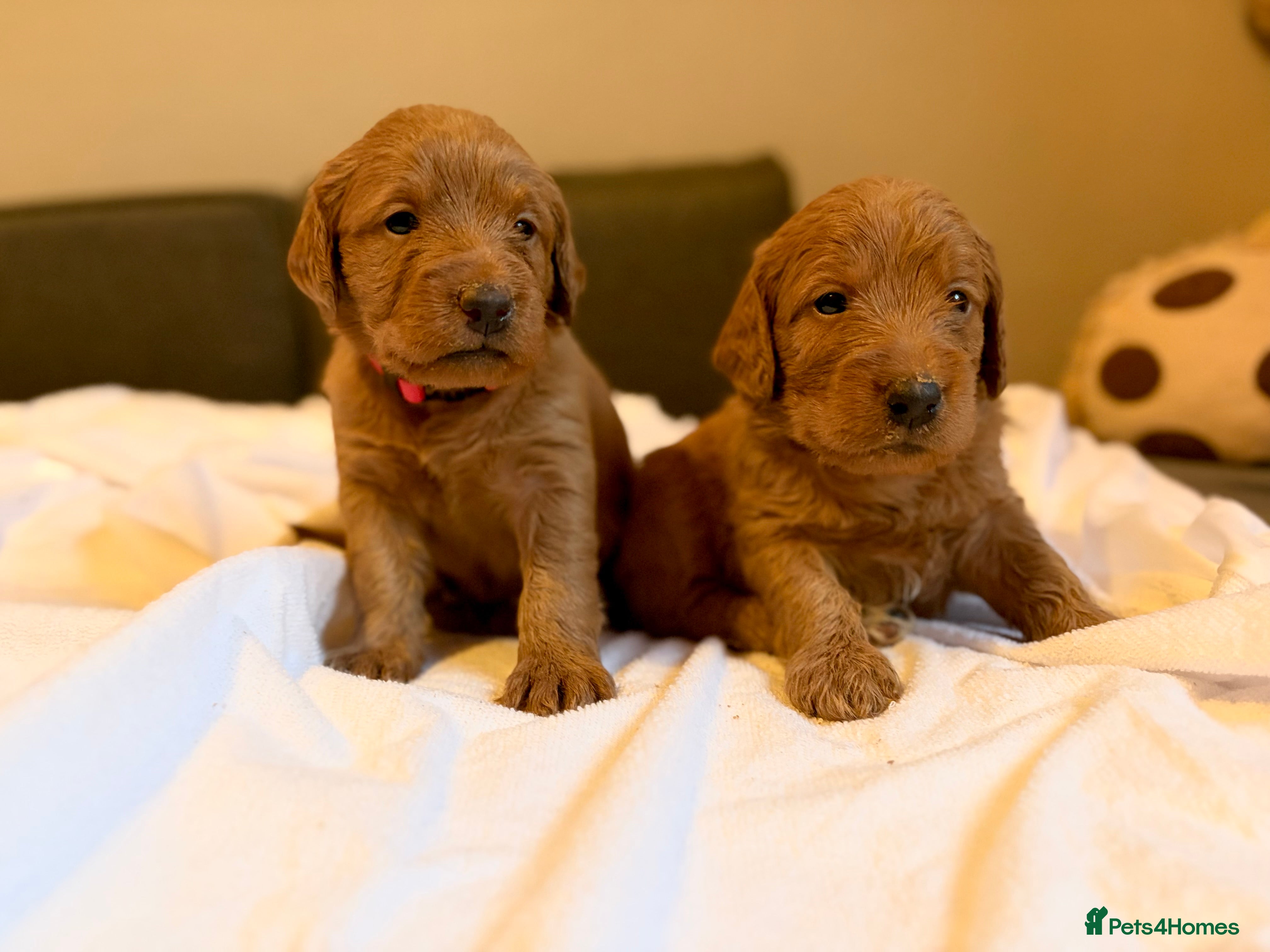 Labradoodle dogs Fox Red F1 Miniature Labradoodles  - Advert 1
