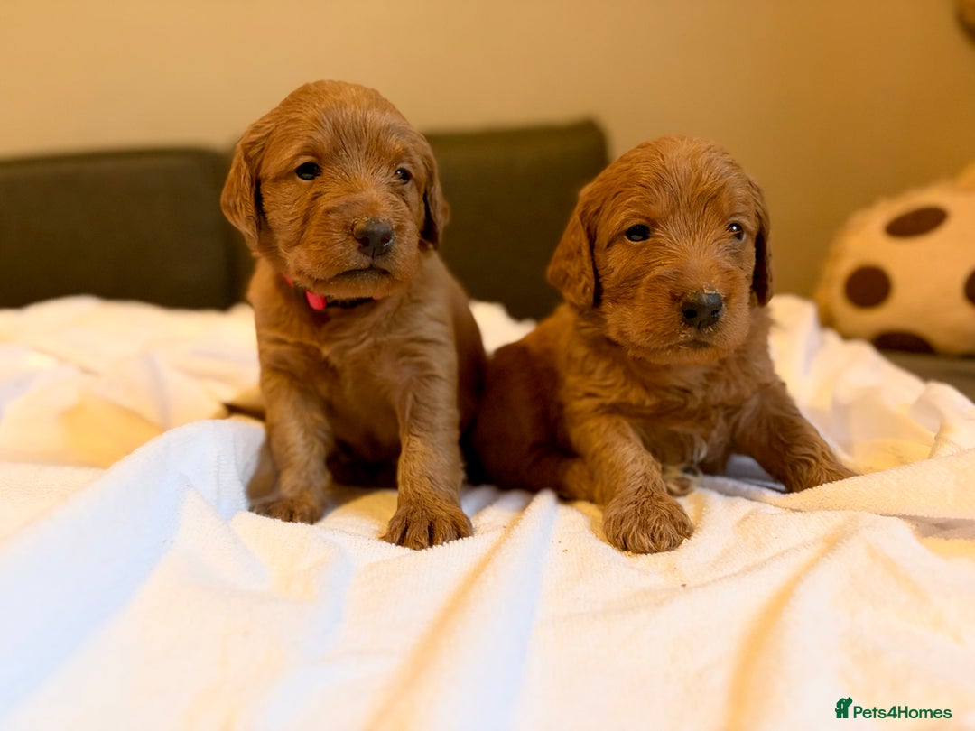Labradoodle dogs for sale: Fox Red F1 Miniature Labradoodles  - Advert 1