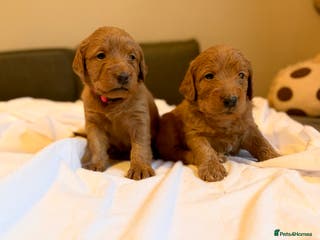 Labradoodle dogs Fox Red F1 Miniature Labradoodles - Advert 1