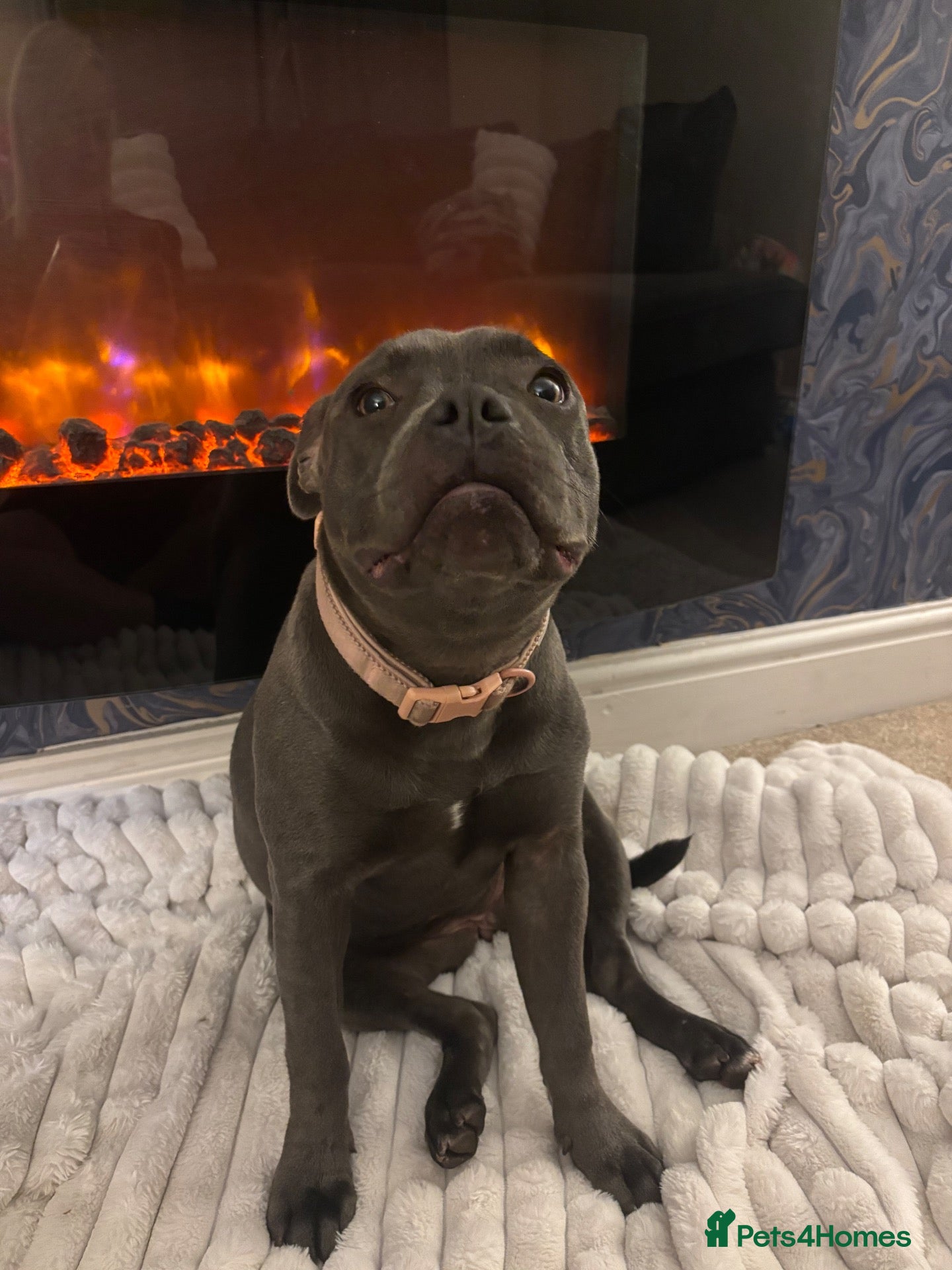 Staffordshire Bull Terrier dogs for sale: 7 months old kc registered staff looking for home  - Advert 23