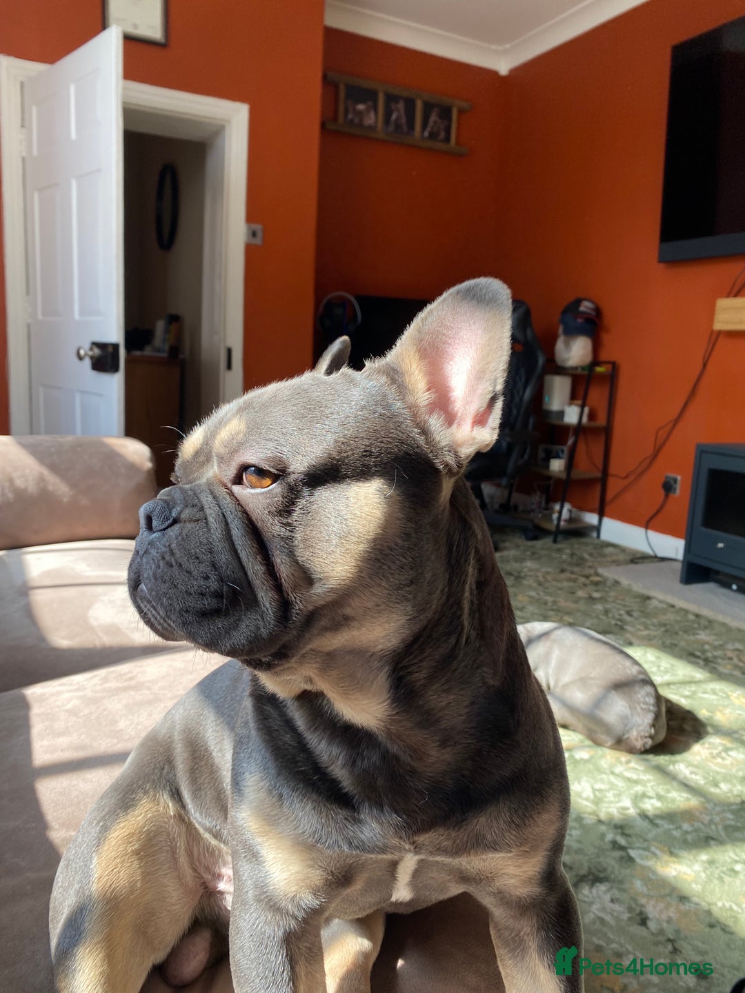 French Bulldog dogs for sale: 2 yr old tan French bulldog - Image 2
