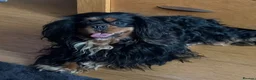 Cavalier King Charles Spaniel dogs for stud: Proven KC Health tested dog for Stud.  - Advert 12