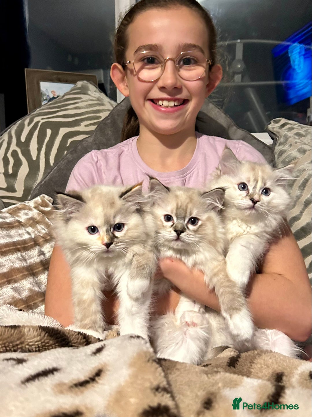 Ragdoll cats for stud: Stunning seal tabby point stud for selected queens in Manchester - Advert 14