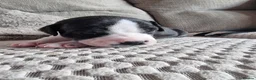 Mixed Breed dogs for sale: Beautiful Staffordshire cross puppies  in Stoke-on-Trent - Advert 4