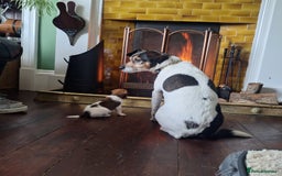 Jack Russell dogs for sale: Jack Russell Puppies - Image 9