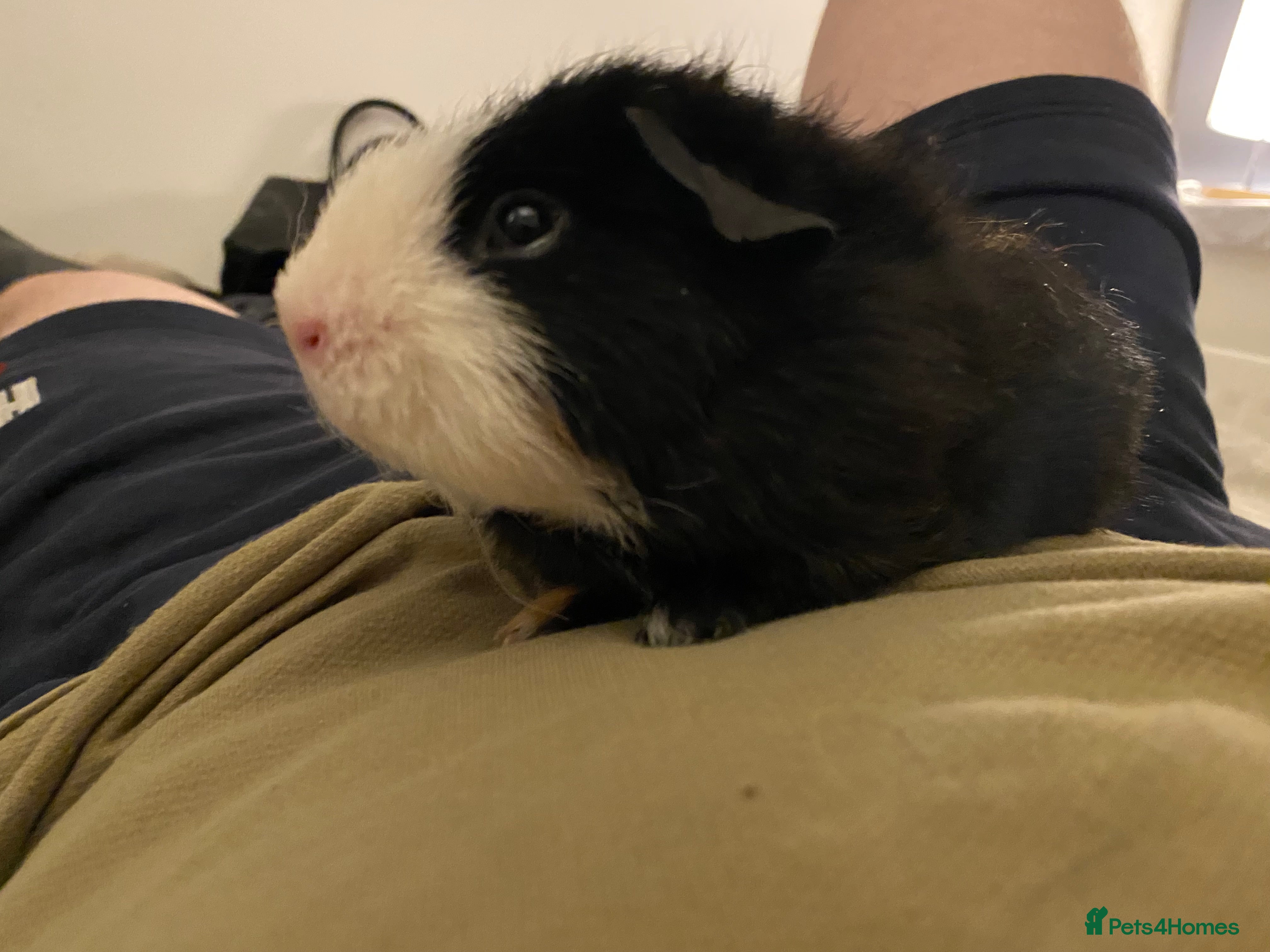 Guinea Pig rodents Single Male Guinea pig - Advert 1