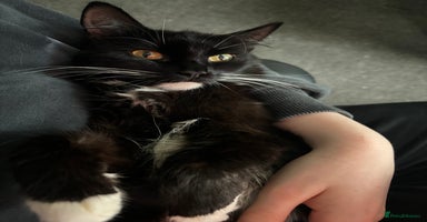 Mixed Breed cats - Advert 1