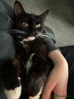 Mixed Breed cats - Advert 10