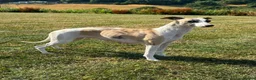 Whippet dogs for sale: Whippet Puppies  in Presteigne - Advert 2