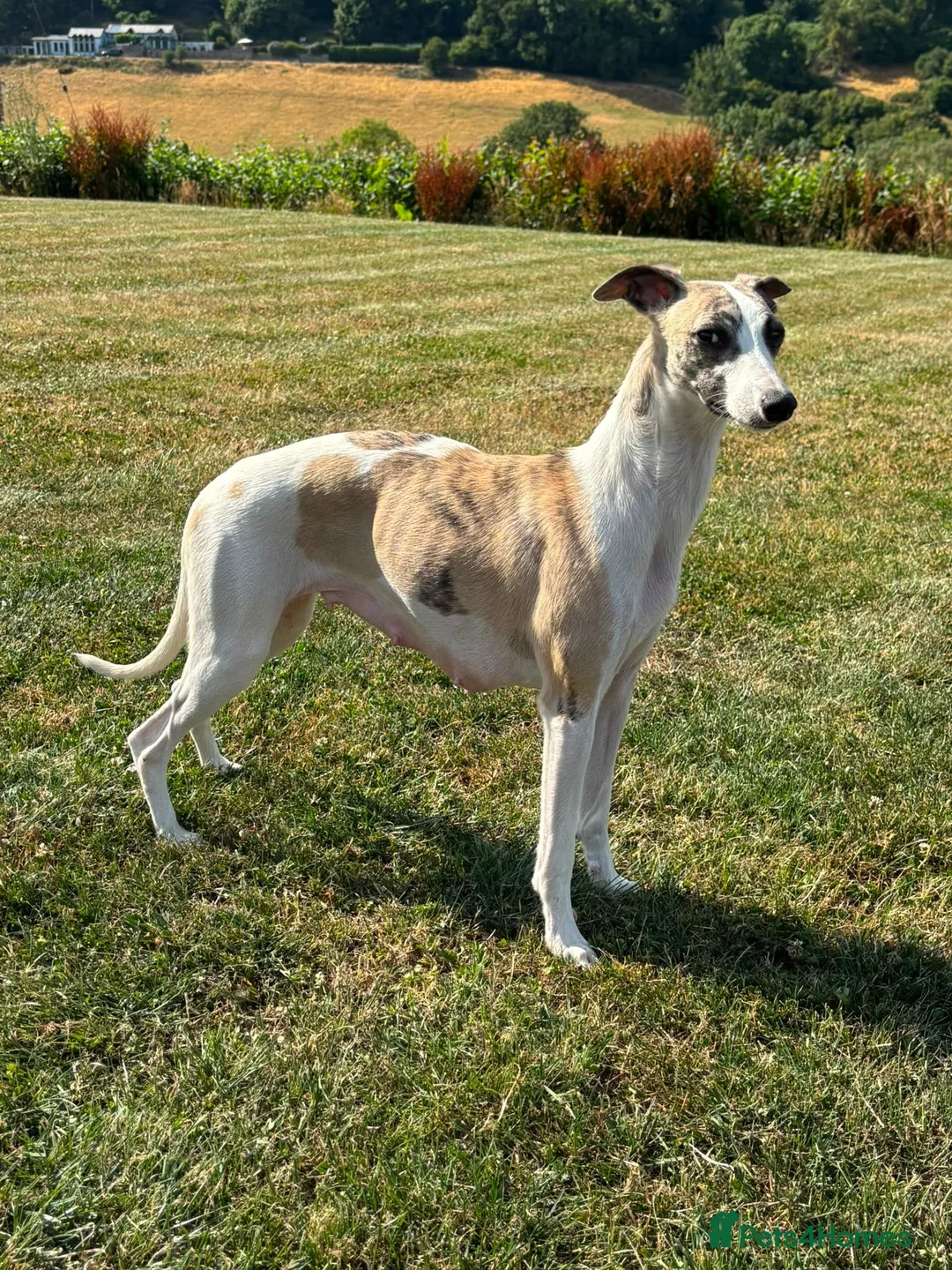 Whippet dogs for sale: Whippet Puppies  in Presteigne - Advert 2