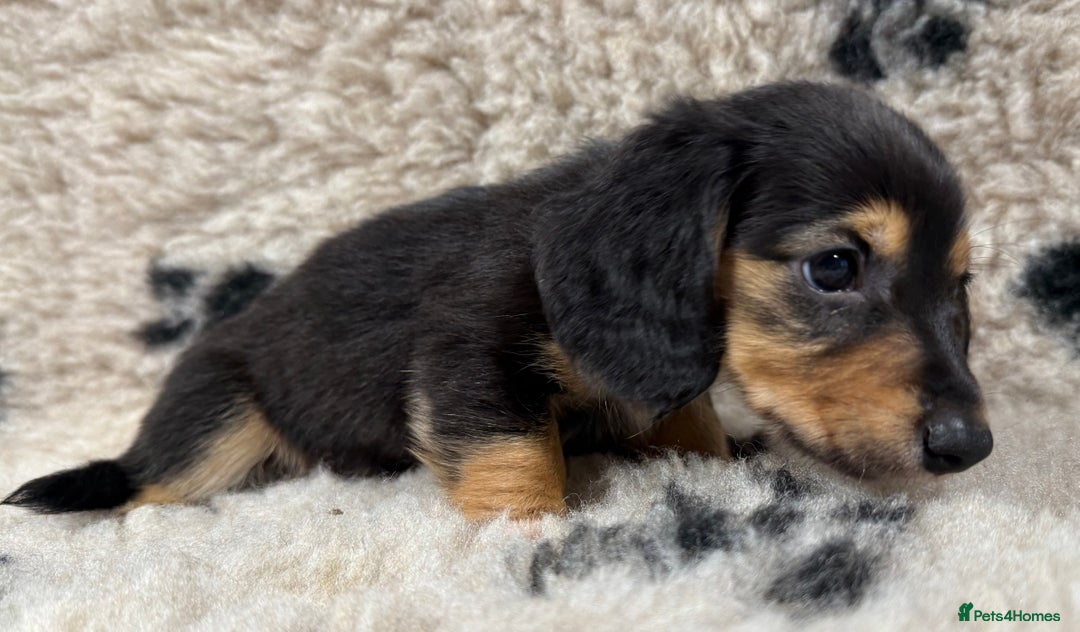 Miniature Dachshund dogs for sale: Miniature dachshund - Image 11