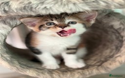 Maine Coon cats for sale: Adorable half mainecoon kittens for sale  - Image 19