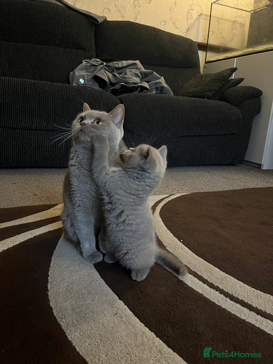 British Shorthair cats for sale: 1 beautiful BSH pedigree girl remaining🐾  - Advert 3