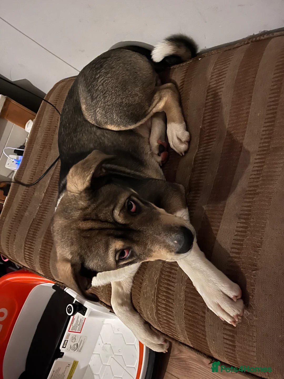 Mixed Breed dogs for sale: Akita cross bully pup 6 month old - Advert 3