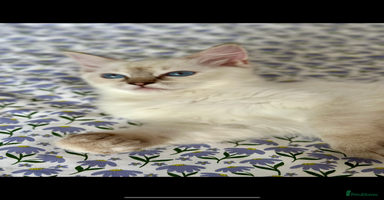 Ragdoll cats - Advert 14
