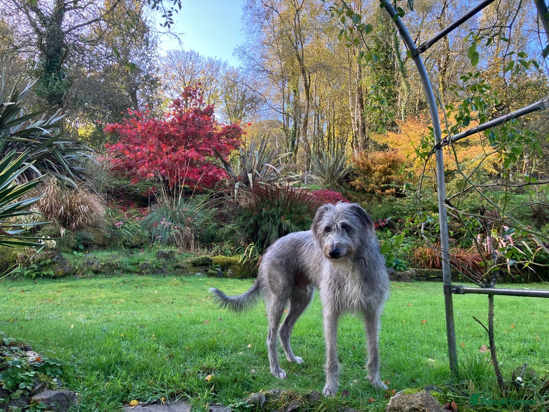 Mixed Breed dogs for sale: Deer Doodle Puppies - Advert 4