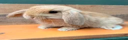 Mini Lop rabbits for sale: MINI LOP BUNNIES - PEDIGREE  in Ilminster - Advert 25