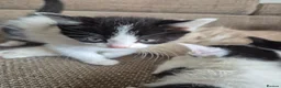 Mixed Breed cats for sale: Cross ragdoll  - Advert 4