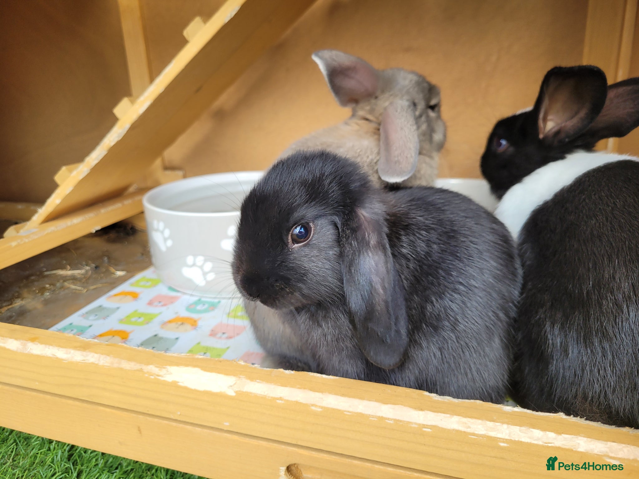 Mini Lop rabbits for sale: Adorable Mini Lop Mix Rabbits - READY JUNE 11TH - Advert 14