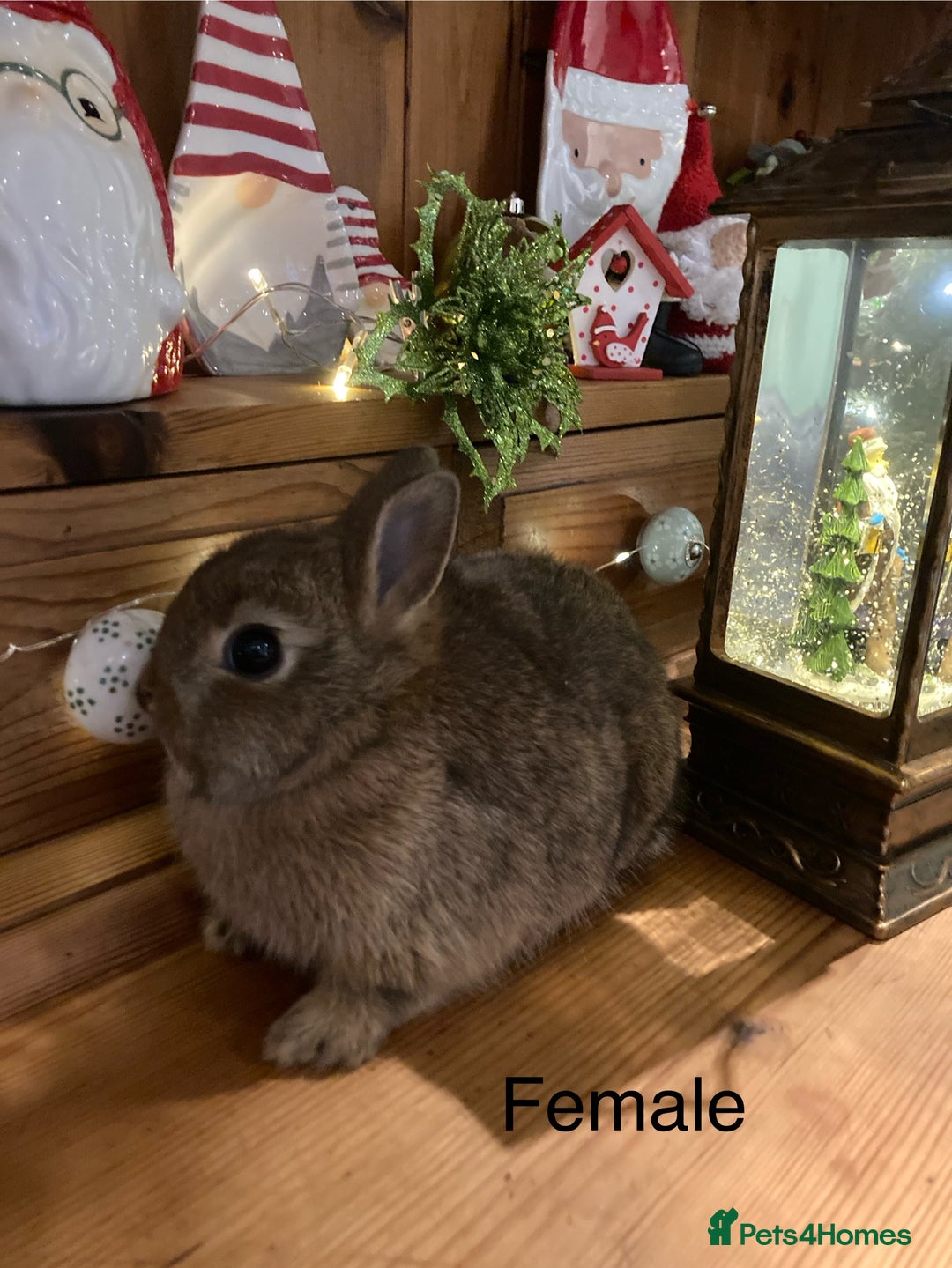 Netherland Dwarf rabbits for sale: Pure bred Netherland Dwarf Rabbits - Advert 17