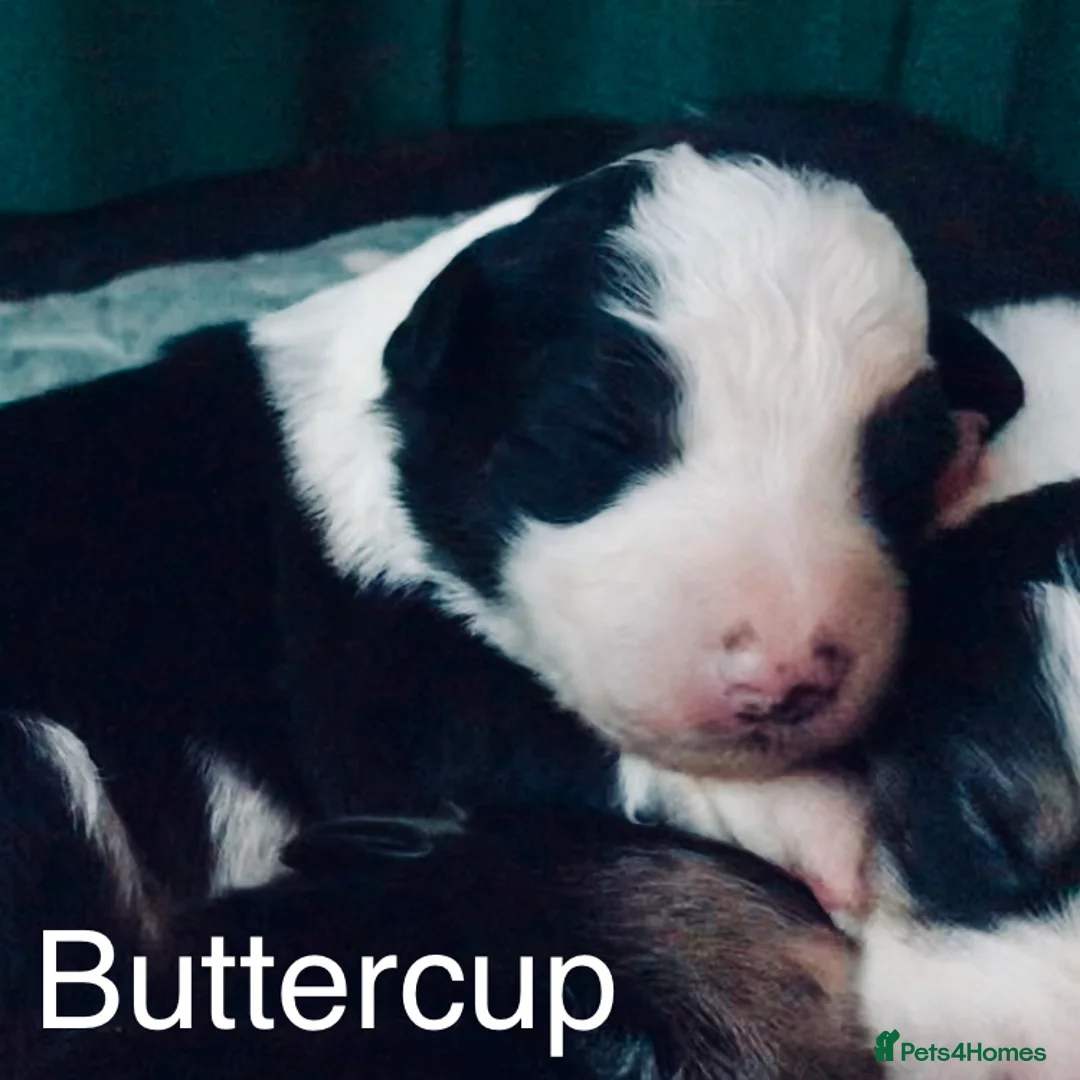 Border Collie dogs for sale: Beautiful Border Collie Puppies Classic Tricolour - Advert 9