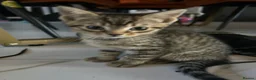Mixed Breed cats for sale: Kittens ready for their forever homes! - Advert 9