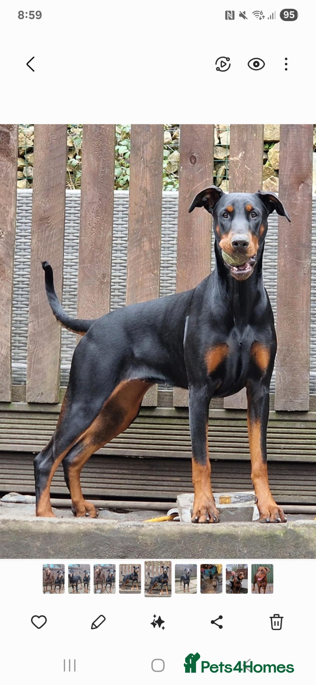 Dobermann dogs for sale: HEALTH TESTED, HOME REARED, STUNNING DOBERMAN PUPS - Advert 28