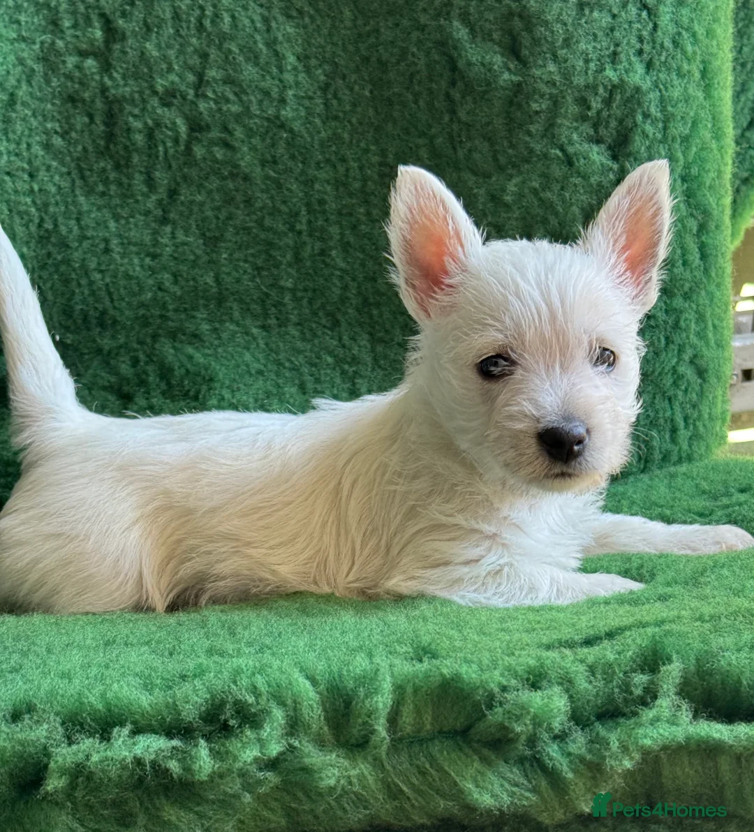 West Highland Terrier dogs for stud: KC registered WHW proven sire - Advert 4