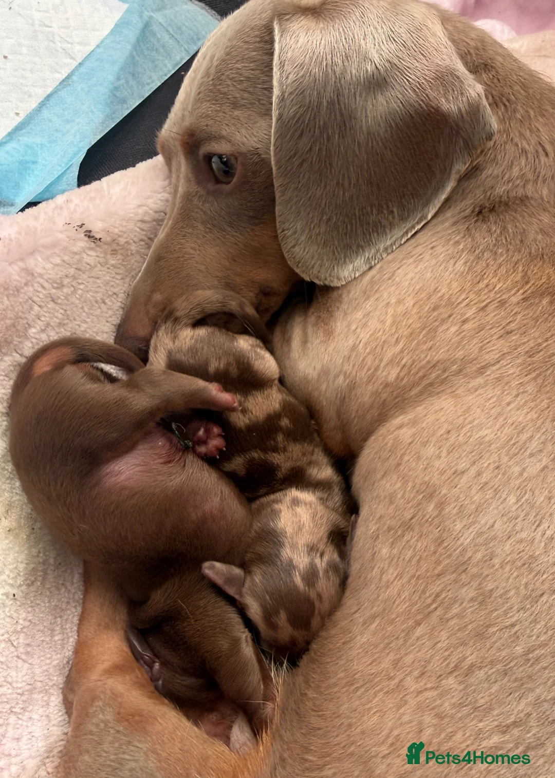 Miniature Dachshund dogs for sale: True miniature dachshunds in London - Advert 2