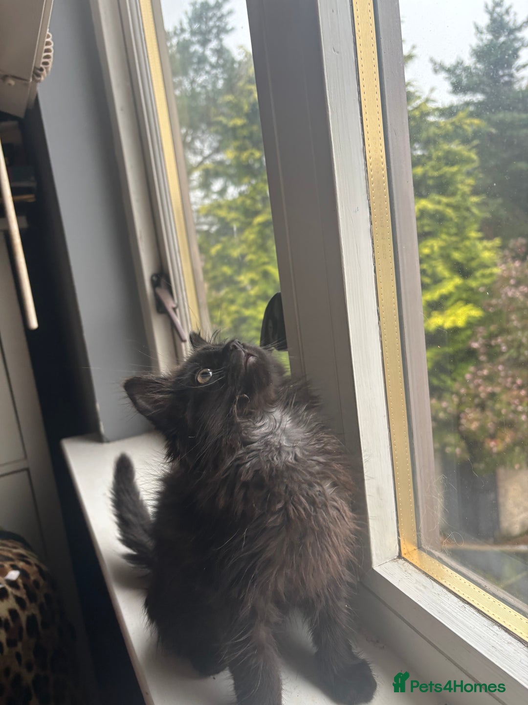 British Longhair cats for sale: 1 male and 1 female 15 week old kittens - Image 4