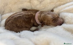 Mini Goldendoodle dogs for sale: Miniature Goldendoodle F1b Puppies - Advert 19