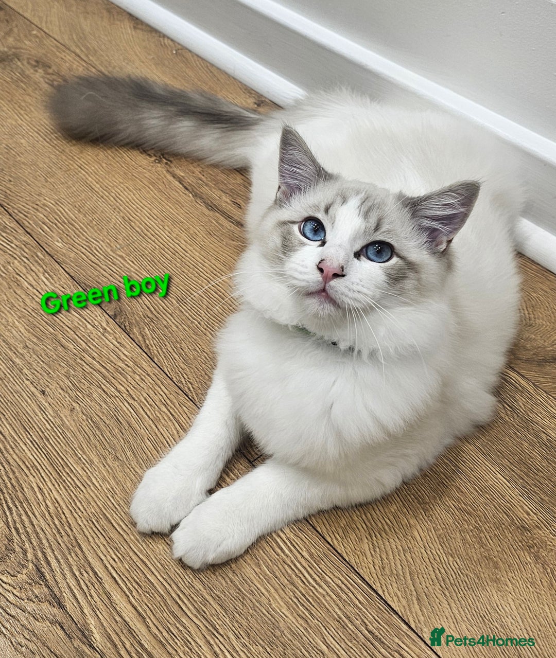 Ragdoll cats for sale: Pedegree Active Gccf 2 boys left  - Advert 21