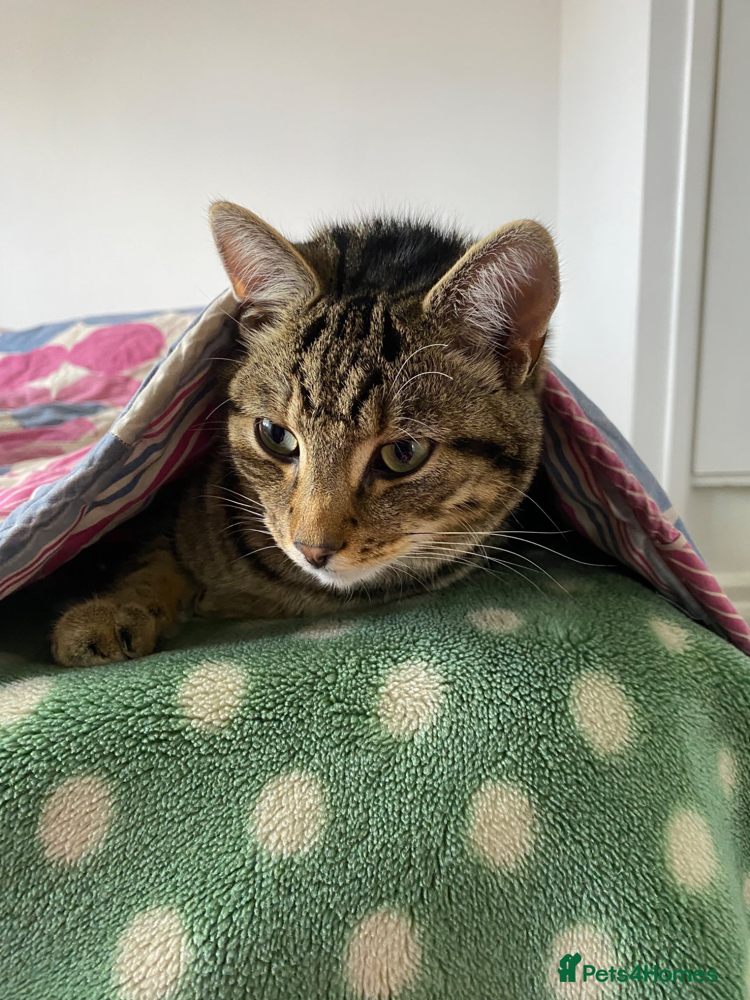 British Shorthair cats Cat needing a good home  - Advert 1