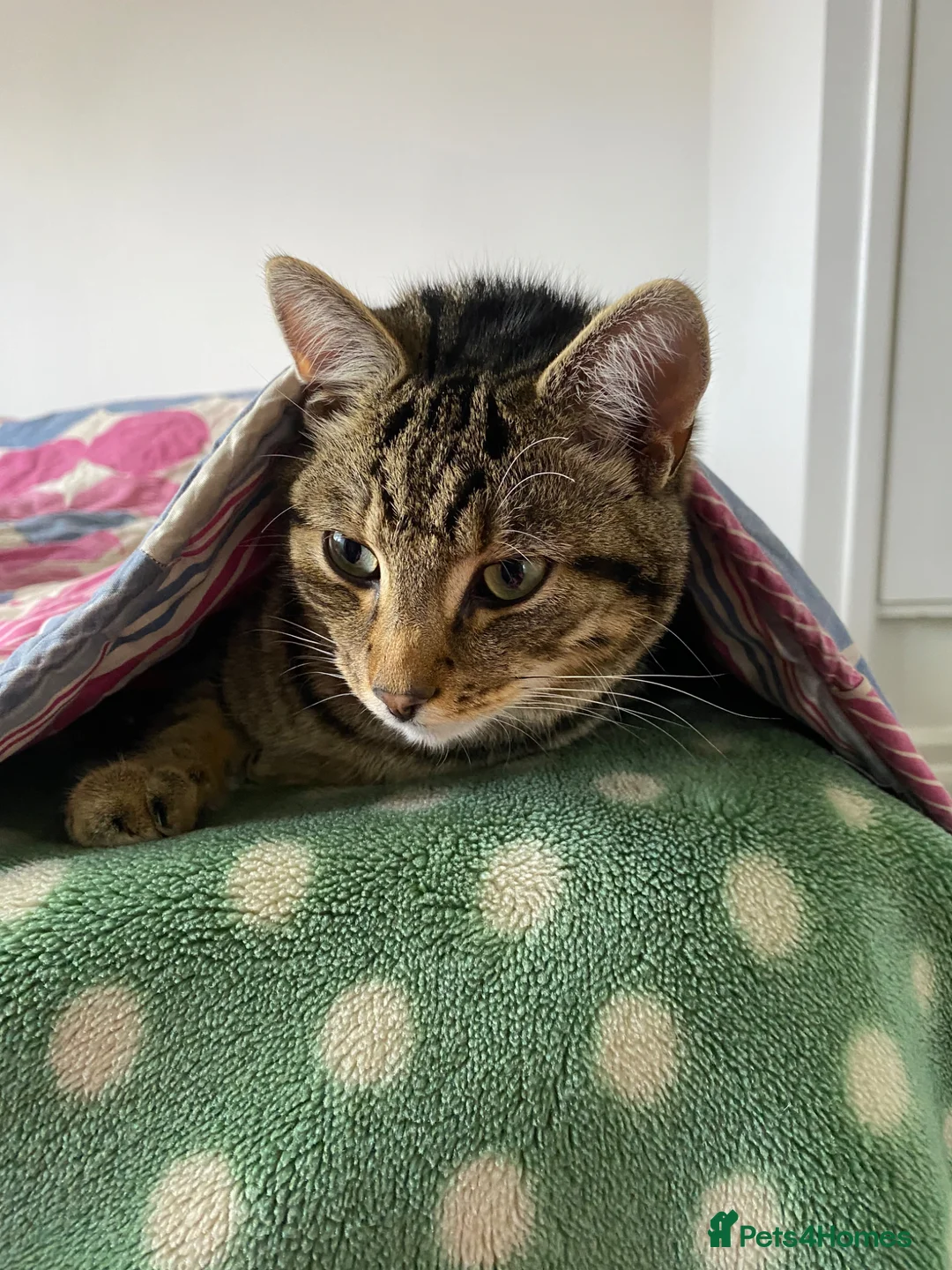 British Shorthair cats for sale: Cat needing a good home  in Halesowen - Advert 1