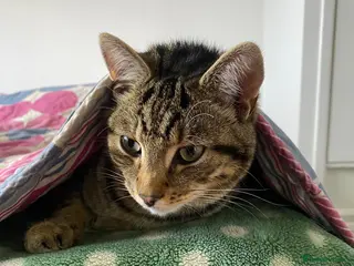 British Shorthair cats Cat needing a good home - Advert 1