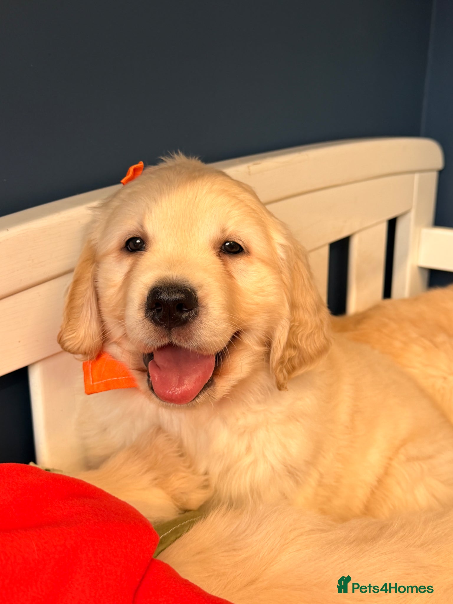 Golden Retriever dogs for sale: 🐶 Gorgeous Chunky type Golden Retriever Puppies🐶 - Advert 6
