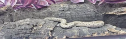 Snake reptiles for sale: Baby Western Hognoses mixed sex and morphs £100ea - Advert 2