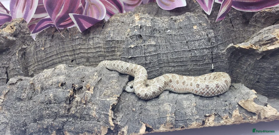 Snake reptiles for sale: Baby Western Hognoses mixed sex and morphs £100ea - Advert 2
