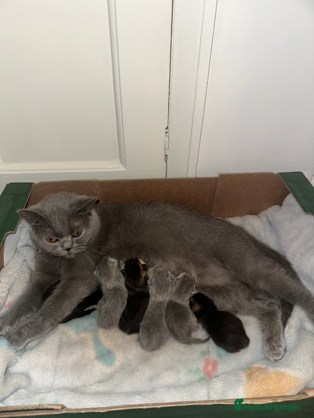 British Shorthair cats for sale: TICA Chunky Golden/Blue Golden BritishSH kittens  - Image 23