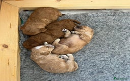 Cockapoo dogs for sale: Stunning Superb DNA Clear F1B Toy Cockapoo Pups - Image 16