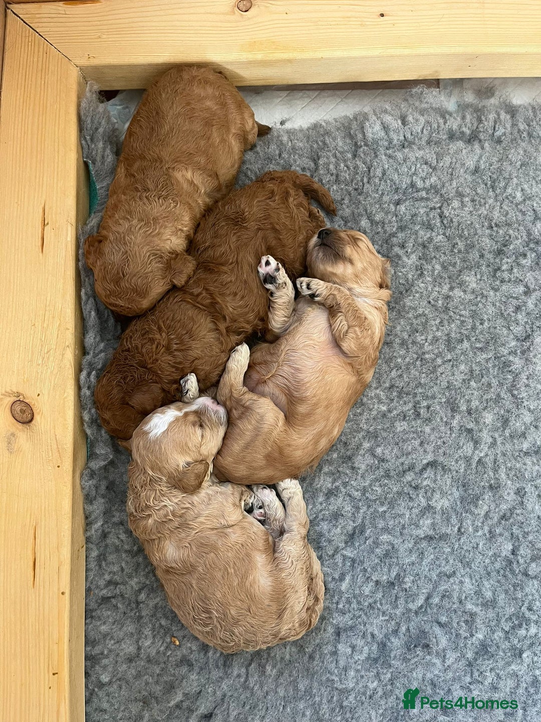 Cockapoo dogs for sale: Stunning Superb DNA Clear F1B Toy Cockapoo Pups - Image 16